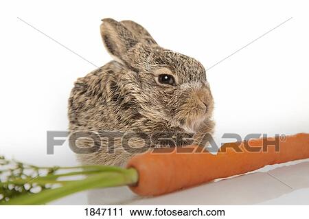 Baby rabbit with carrot View Large Photo Image Stock Image - Baby rabbit with carrot. Fotosearch