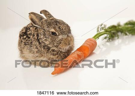 Stock Photograph - Baby rabbit with carrot. Fotosearch