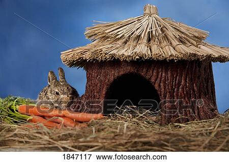 Stock Photo - Baby rabbit with carrots beside hut. Fotosearch