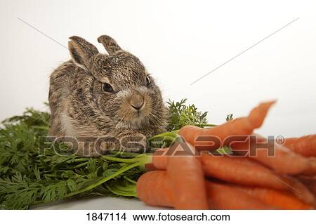 Picture - Baby rabbit with carrots. Fotosearch