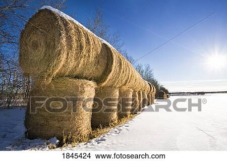 Picture - Bales of hay. Fotosearch