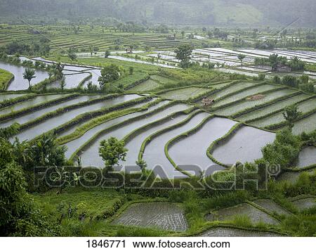 Stock Image - Bali, Indonesia, Asia; rice fields. Fotosearch