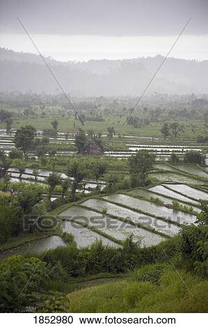 Bali, Indonesia, Asia; Rice fields View Large Photo Image Stock Image - Bali, Indonesia, Asia; Rice fields. Fotosearch