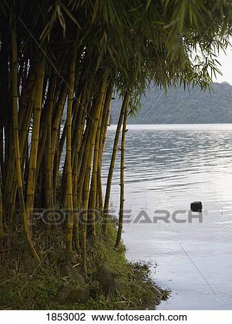 Bali, Indonesia; bamboo at the shoreline View Large Photo Image Stock Image - Bali, Indonesia; bamboo at the shoreline. Fotosearch