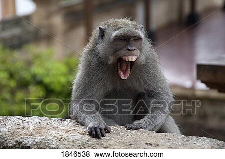 Stock Photo - Bali, Indonesia; Monkey screaming. Fotosearch