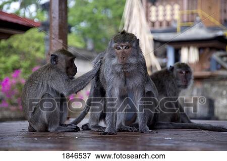 Stock Photo - Bali, Indonesia; Monkeys preening each other. Fotosearch