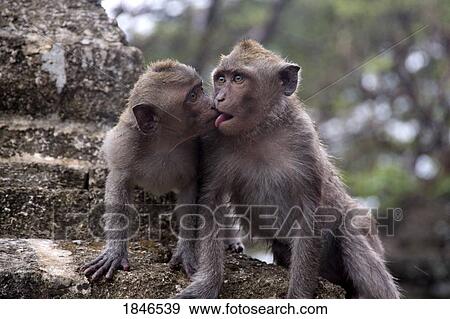 Stock Photo - Bali, Indonesia; Monkeys showing affection. Fotosearch
