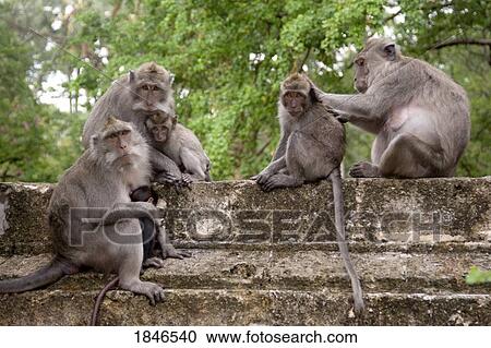 Bali, Indonesia; Monkeys View Large Photo Image Stock Image - Bali, Indonesia; Monkeys. Fotosearch