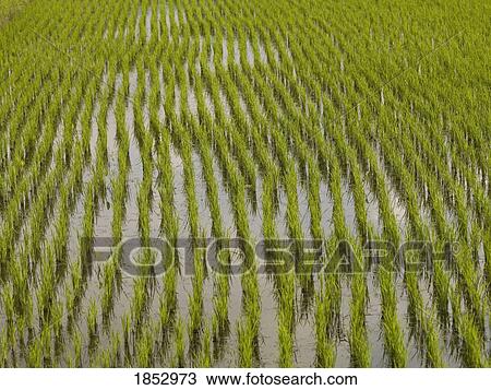 Bali, Indonesia; Rice field View Large Photo Image Stock Image - Bali, Indonesia; Rice field. Fotosearch