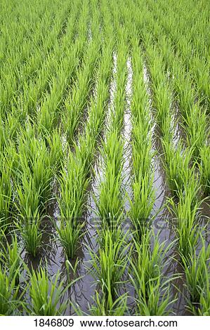Bali, Indonesia; Rice field View Large Photo Image Stock Photo - Bali, Indonesia; Rice field. Fotosearch