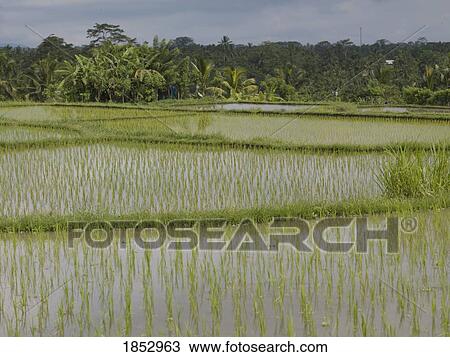 Bali, Indonesia; Rice fields View Large Photo Image Stock Image - Bali, Indonesia; Rice fields. Fotosearch