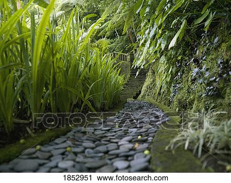 Stock Image - Bali, Indonesia; Stone pathway lined with tall grass. Fotosearch