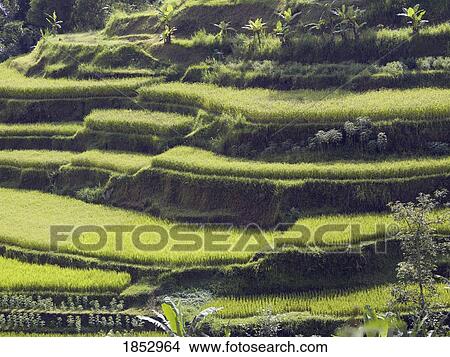 Bali, Indonesia; Terraced rice fields View Large Photo Image Picture - Bali, Indonesia; Terraced rice fields. Fotosearch