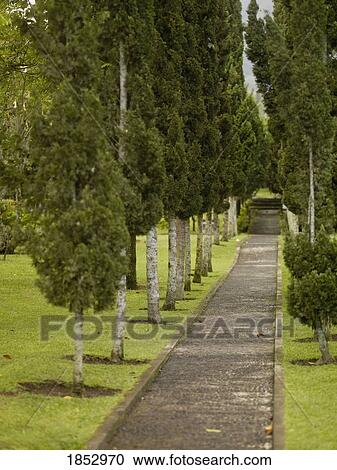 Stock Image - Bali, Indonesia; Tree-lined pathway. Fotosearch