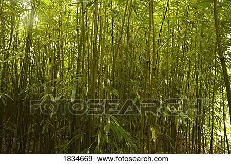 Bamboo Forest, North Maui, Hawaii, USA View Large Photo Image Stock Photo - Bamboo Forest, North Maui, Hawaii, USA . Fotosearch