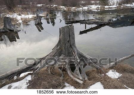 Stock Photograph - Banff, Alberta, Canada; Tree stump in the winter. Fotosearch