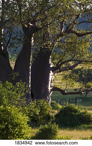 Stock Image - Baobab tree, Tarangire National park, Tanzania, Africa. Fotosearch