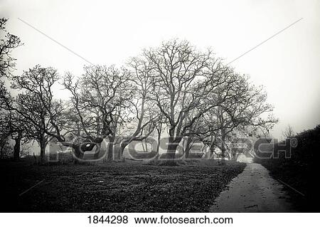 Bare trees along a path View Large Photo Image Stock Photo - Bare trees along a path. Fotosearch
