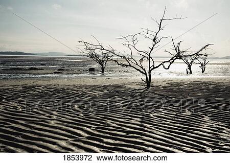 Stock Image - Beach, Acupe, Bahia, Brazil. Fotosearch