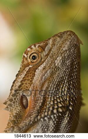 Bearded Dragon lizard View Large Photo Image Stock Image - Bearded Dragon lizard. Fotosearch