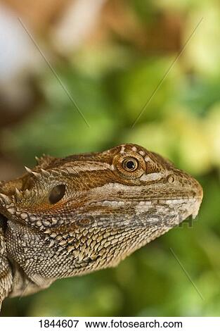 Bearded Dragon lizard View Large Photo Image Stock Photo - Bearded Dragon lizard. Fotosearch
