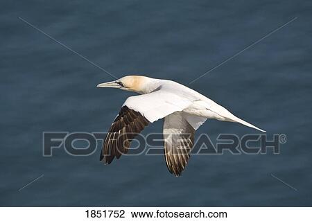 Stock Image - Bird in flight. Fotosearch