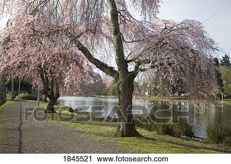 Stock Image - Blooming cherry trees Westmorland Park Portland Oregon USA. Fotosearch