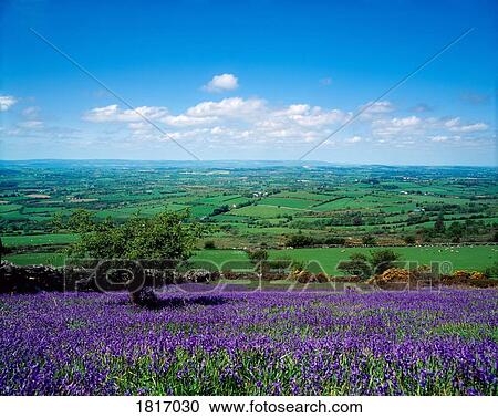 Stock Image - Bluebells, Borris, Co Carlow, Ireland. Fotosearch