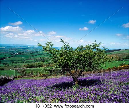 Stock Image - Borris, County Carlow, Ireland, Bluebells and Whitethorn tree. Fotosearch
