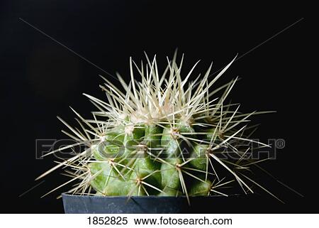 Stock Photography - Botany; Cactus plant with long spikes. Fotosearch