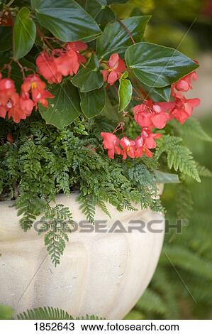 Stock Image - Botany; Pot of flowers. Fotosearch