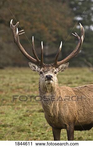 Buck eating grass (Cervidae) View Large Photo Image Stock Image - Buck eating grass (Cervidae). Fotosearch