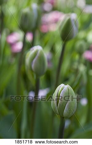 Stock Photo - Budding tulips. Fotosearch