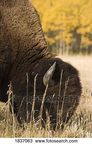 Buffalo grazing View Large Photo Image Stock Image - Buffalo grazing. Fotosearch