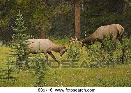 Stock Photograph - Bull elk fighting, Banff National Park, Banff, Alberta, Canada. Fotosearch