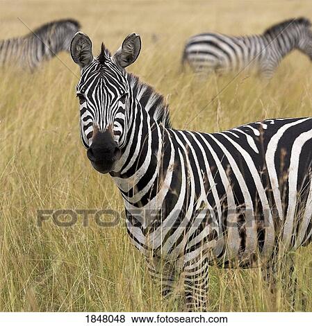 Stock Photo - Burchell's Zebra, Masai Mara, Kenya, Africa; Zebra in tall grass. Fotosearch