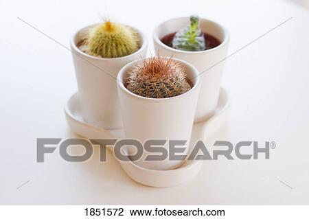 Cacti plants View Large Photo Image Stock Image - Cacti plants. Fotosearch