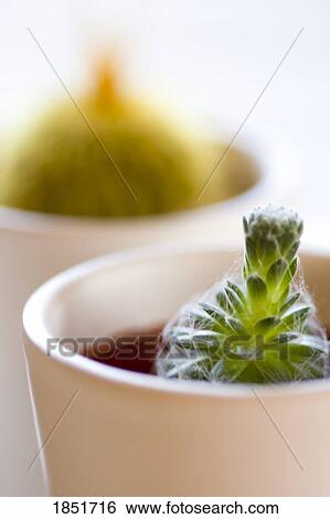 Stock Photograph - Cactus plant in a pot. Fotosearch