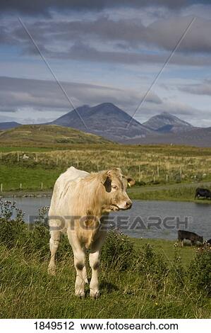 Calf in the countryside View Large Photo Image Stock Image - Calf in the countryside. Fotosearch