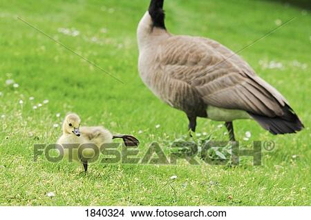Picture - Canada Goose and goslings, Crystal Springs Rhododendron Garden, Portland, Oregon, USA. Fotosearch