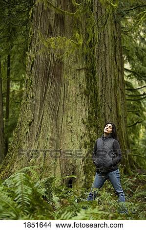 Cathedral Grove, MacMillan Provincial Park, Vancouver Island, British Columbia, Canada; Woman admires an old cedar tree View Large Photo Image Picture - Cathedral Grove, MacMillan Provincial Park, Vancouver Island, British Columbia, Canada; Woman admires an old cedar tree. Fotosearch