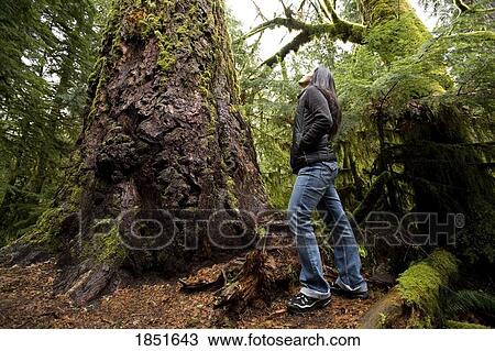 Stock Image - Cathedral Grove, MacMillan Provincial Park, Vancouver Island, British Columbia, Canada; Woman looking at tree. Fotosearch