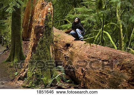 Stock Photograph - Cathedral Grove, MacMillan Provincial Park, Vancouver Island, British Columbia, Canada; Woman sitting on a fallen tree. Fotosearch