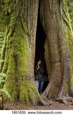 Cathedral Grove, MacMillan Provincial Park, Vancouver Island, British Columbia; Young woman meditating inside Douglas fir tree View Large Photo Image Stock Photography - Cathedral Grove, MacMillan Provincial Park, Vancouver Island, British Columbia; Young woman meditating inside Douglas fir tree. Fotosearch