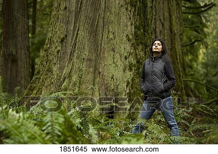 Stock Photography - Cathedral Grove, MacMillan Provincial Park, Vancouver Island, British Columbia, Canada; Woman admires an old cedar tree. Fotosearch