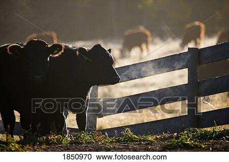 Stock Image - Cattle in holding pens . Fotosearch
