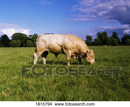 Charolais Bull View Large Photo Image Picture - Charolais Bull. Fotosearch