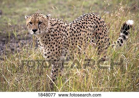 Cheetah (Acinonyx jubatus), Masai Mara National Reserve, Kenya, Africa; Cheetah on the prowl View Large Photo Image Stock Photo - Cheetah (Acinonyx jubatus), Masai Mara National Reserve, Kenya, Africa; Cheetah on the prowl. Fotosearch