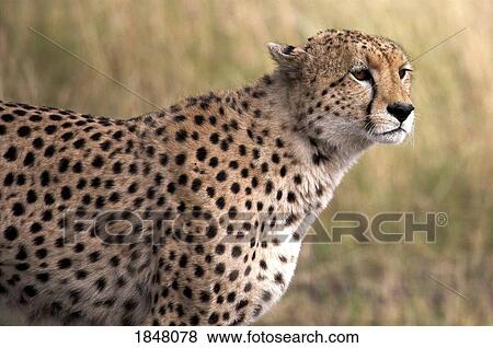 Cheetah (Acinonyx jubatus), Masai Mara National Reserve, Kenya, Africa; Portrait of a Cheetah View Large Photo Image Stock Photo - Cheetah (Acinonyx jubatus), Masai Mara National Reserve, Kenya, Africa; Portrait of a Cheetah. Fotosearch
