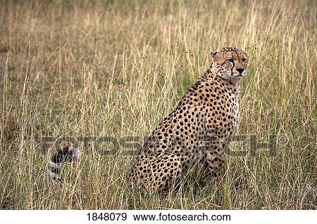 Stock Photo - Cheetah (Acinonyx jubatus), Masai Mara National Reserve, Kenya, Africa; Portrait of a Cheetah. Fotosearch